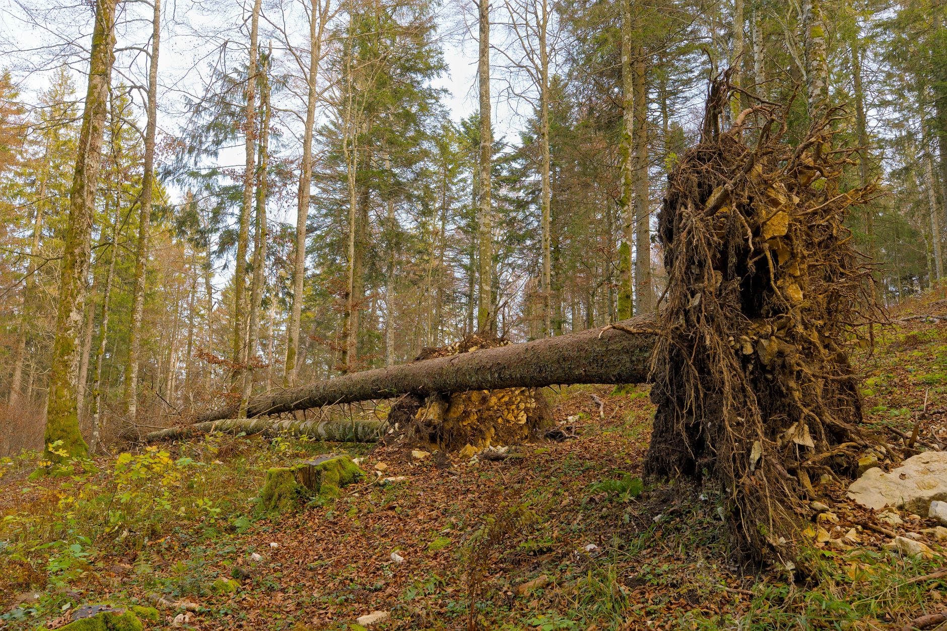 Enlèvement arbre urgence à Maisons-Laffitte